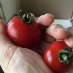 今年、初収穫のトマト